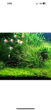 2 Pack Aquarium Grass Seeds Small Big Cow Hair Grass Aquarium plant USA QL3T