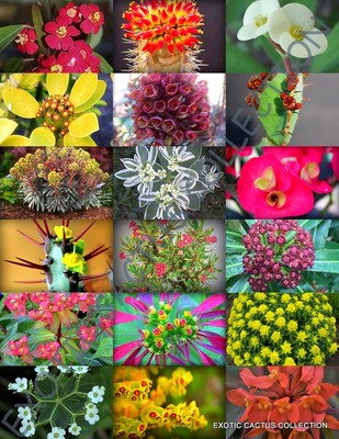 20 Seeds - Euphorbia Variety Mix, Exotic Rare Succulent & Cactus Plants For Growing