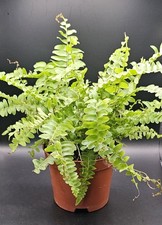 Nephrolepis Exaltata - Boston Fern -9cm Live Tropical Terrarium Plant
