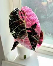 Sale2763 Alocasia Watsoniana Pink Variegata foglia di freccia 2 semi