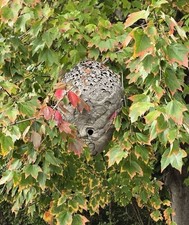 Bald Faced Dormant Hornet Nest Extremely Larg...