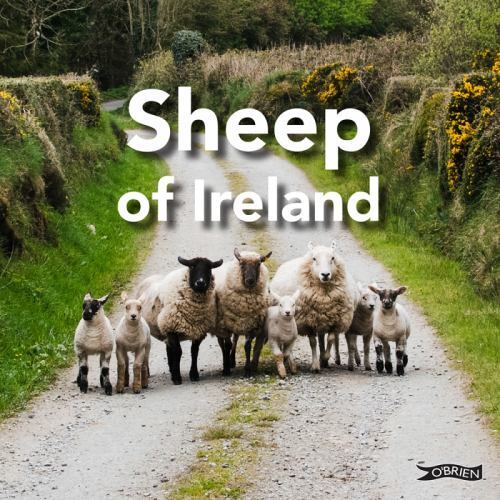 Sheep of Ireland by Sarah O'Connor (2023, Hardcover)