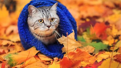 Landscape animals cats woolly hat leaves fall mammals Custom Gaming Mat Desk