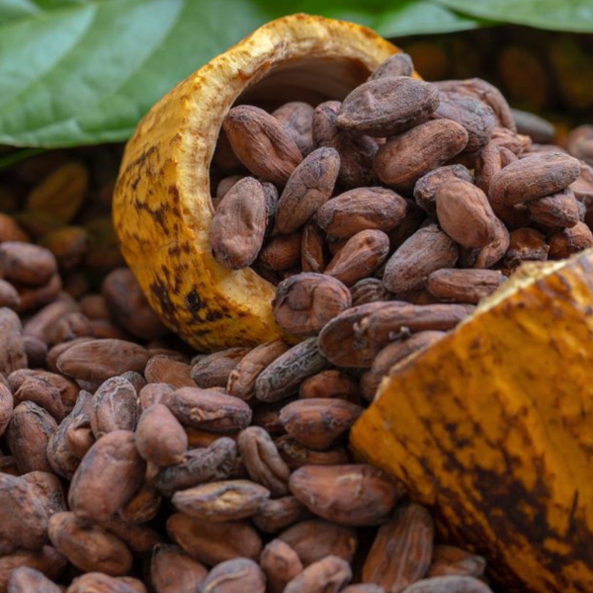 Sun Dried Fresh Organic COCOVA SEEDS,Chocolate High Quality,Free Shipping  +100