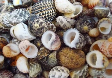 Nerite Seashell Assortment Mix Neritidae (approx. half cup 45+ shells 0.5+ inch)