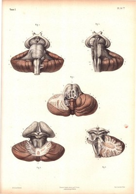 Pons & Cerebellum   Bourgery & Jacob, 1844 Neuroanatomy Lithograph, Plate 36 bis