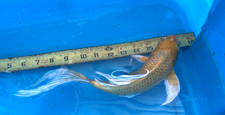 13" YAMABUKI OGON BUTTERFLY KOI -- DEEP YELLOW SUPER VIBRANT AA CSRAKOi