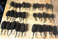 Lot 30 Magnolia Tree Seed Pods Heat Treated Pet Reptile Vivarium Isopods Art