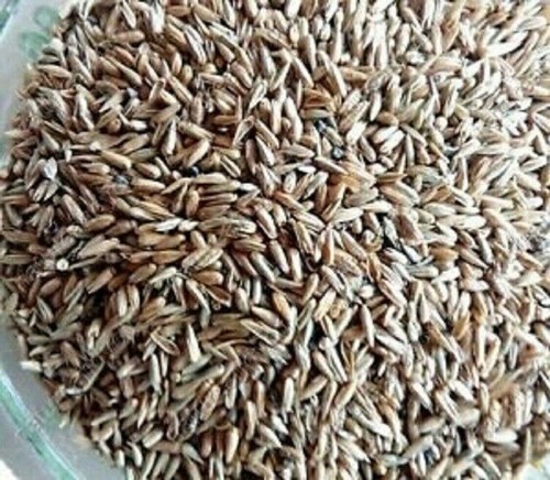 Pure Herbs Apamarg Seeds -Uttareni Seeds Beej & Chirchita ka Beej For Health - Picture 3 of 8