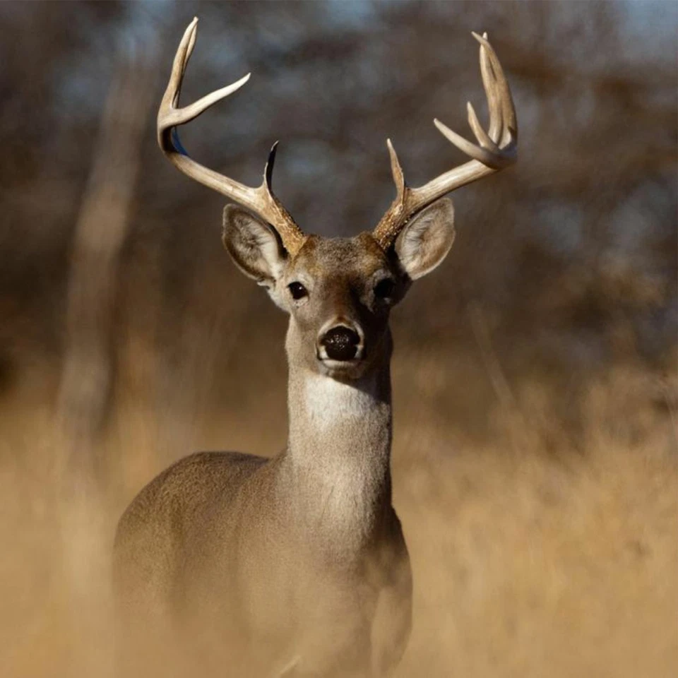 SEÑAL DE CRUCE DE CIERVOS - Placa de aluminio estilo carretera - Decoración de cabaña de caza - Carretera Foto 4 de 4