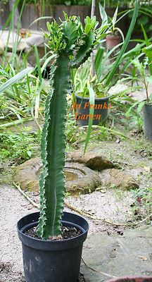 Euphorbia ingens, Western-Kaktus, Kbelpflanze, Kandelaberwolfsmilch,10  Samen | eBay