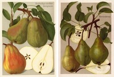 Frutticoltura/pomologia - Müller/Bissmann varietà di frutta tedesche nastro varietà di pere