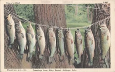 Pierceton, Indiana Greetings from Riley Resort on Ridinger Lake-Stringer of fish