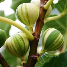 6 Semillas Ficus Carica Panache Rayas Tigre Higuera Sabrosas Hierbas Frutas Comestibles