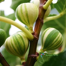 6 Seeds Ficus Carica Panache Striped Tiger Fig Tree Tasty Herbs Edible Fruits