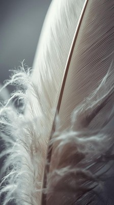 White Feather Macro Minimal Wallpaper Soft Texture Aesthetic Phone Background