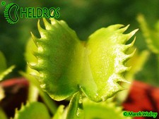DIONAEA MUSCIPULA VENUS FLY TRAP Carnivorous seeds 63 diff. Clones FRESH, RARE 