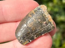 Carcharodontosaurus Dinosaur Tooth Fossil Kem Kem Morocco African T Rex
