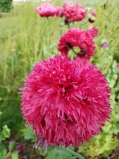 Poppy PEONY FINE PETAL PINK Flowers Large Breadseed Pods Organic USA 500 Seeds!