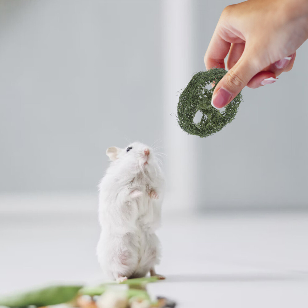 60 Pcs Loofah Chew Toys Pig Little Critters Hamster for Teeth eBay