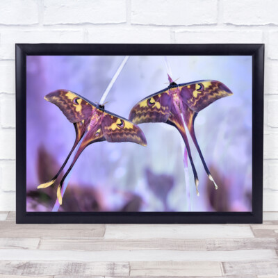 Mottenseide Flügelschwänze Motten Makro Insekten lila Bokeh Wandkunstdruck