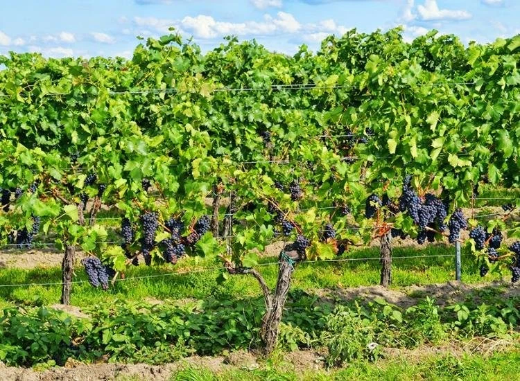 Kurzurlaub Pfalz 4 Tage Burg Hotel 2 Personen 4-Gang Dinner Gutschein Wellness  - Bild 4 von 4
