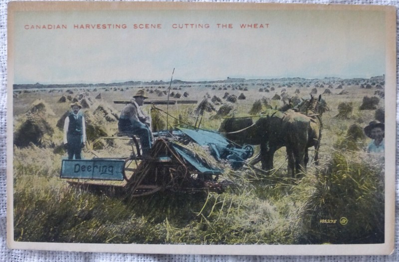 Vtg Postcard Canadian Harvesting Scene Deering Cutting The Wheat -Horse Drawn-