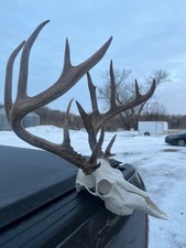 Huge 166 7x7 Skull Wild Whitetail Deer Rack Shed Antler Horns Taxidermy Cabin