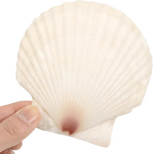 20 PCS 4-5 Inch Large Scallop Shells for Crafting, Natural Large Seashells fo...