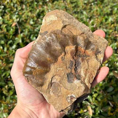 HUGE Alaska Fossil MULTI PLATE Ammonite Bivalves Cretaceous Talkeetna Mountains - Picture 3 of 8
