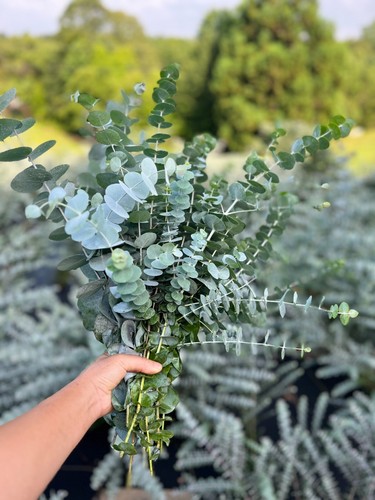 Eucalyptus Live Plant, Spa Plant, Healthy Starter Plant, Well Rooted Plugs - Picture 18 of 35