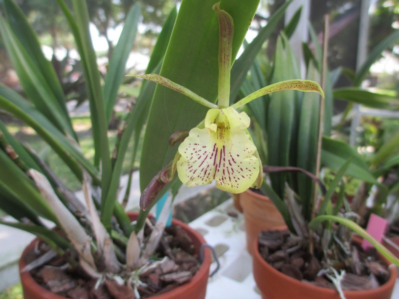 VERY RARE OLDIE BUT GOODIE.....EYV. PIKPIK...NOT IN BLOOM HIGHLY SCENTED FLOWER