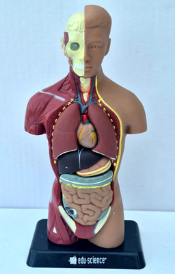 Human Anatomy Put Together Body Part Puzzle  Internal Body Learning complete (C)