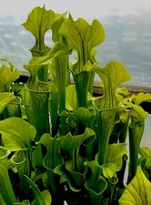 Sarracenia Oreophila (Carnivorous Pitcher Plant)