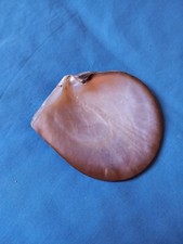 conchiglia madreperla