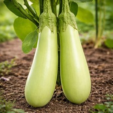 20 Graines - Aubergine Louisiana Long Green - Semences Paysannes - BIO