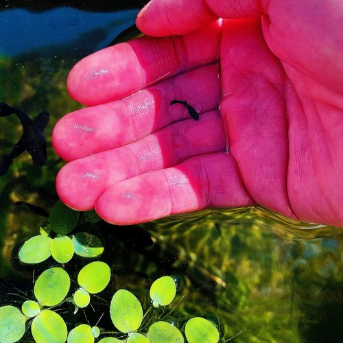 10 live guppy fry- full black Guppy - High Quality Live Guppy Fish US Seller - Picture 13 of 16
