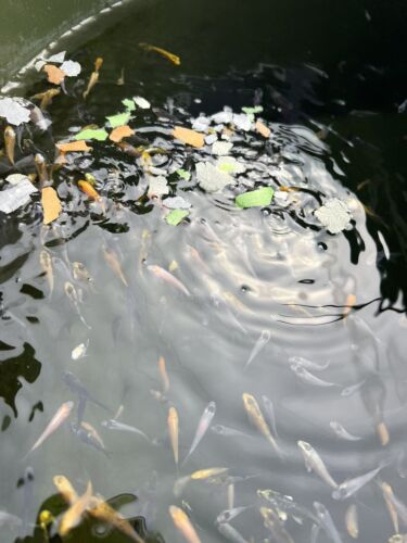 Fish Flake Food Premium Coldwater Pond KOI & FRY, CARP, GOLDFISH, ORFE - Picture 4 of 14
