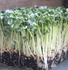 Organic Daikon Radish MICROGREEN Seeds | Heirloom | Non-GMO | Seeds to Sprout