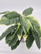Hoya Multiflora albomarginata (thin leaves) yellow flower ~ rooted cutting