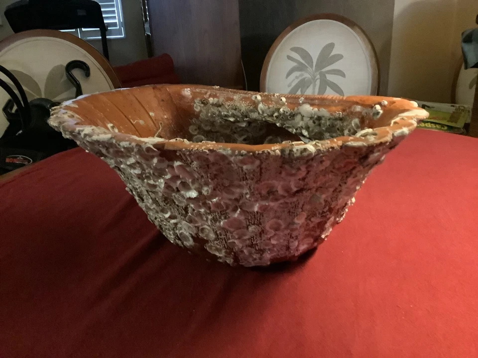 Maceta grande natural hermosa terracota coral/barnacle incrustada con almeja Foto 2 de 4