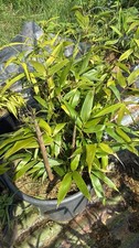 Mature Phyllostachys Nigra Black Bamboo Bare Root 