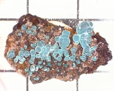 04782 MM Rosasite Christmas Mine Gila County Arizona USA 3326