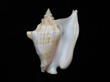 Sea shell Strombus tricornis f.indecoratus 88mm ID#8294