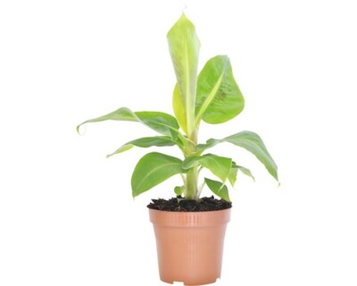 sortenreines saatgut Bingenheimer Saatgut  verschied. Sorten