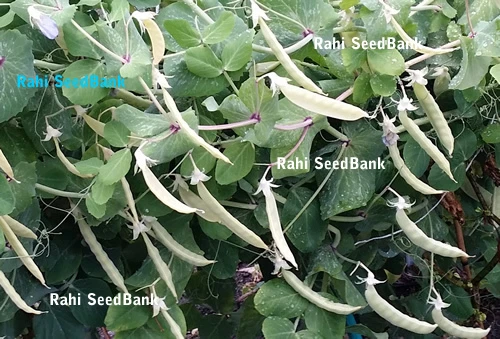 Golden-Yellow Snow Peas - A Rare & Most Desired Beautiful Peas Variety - 5 Seeds - Picture 12 of 12