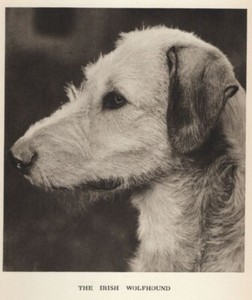 Irish Wolfhound Head Study "P" - CUSTOM MATTED - 1931 Vintage Dog "Photo" Print