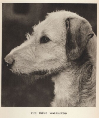 Irish Wolfhound Head Study ''P'' - CUSTOM MATTED - 1931 Vintage Dog ''Photo'' Print