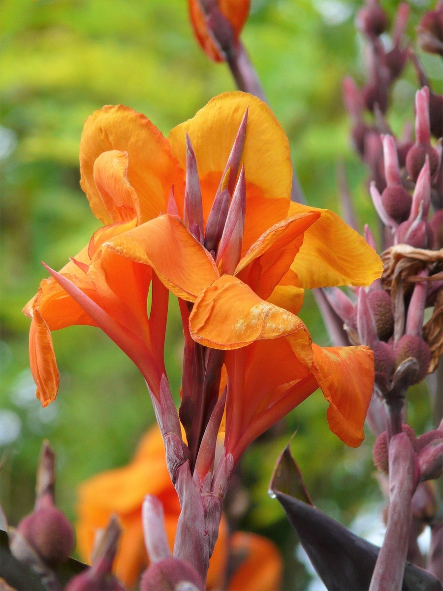 5 ORANGE CANNA LILY Indian Shot Arrowroot Canna Indica Flower