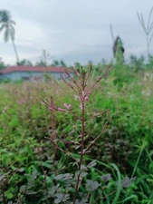 Cleome Gynandra, Thai Cleome, PhakSian SEEDS | NON-GMO